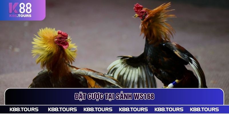 Đặt cược tại sảnh WS168
